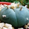 Lophophora